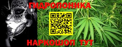 прущие грибы Гатчина